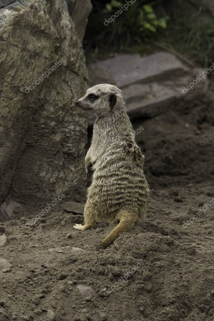 El suricate o suricate es un pequeño carnívoro perteneciente a la