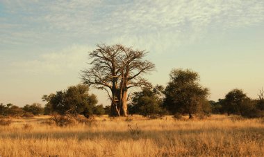 Dev Glencoe Baobab ağacı Kruger Ulusal Parkı, Güney Afrika.