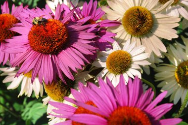 Yaz çiçekleri, botanik ve bitki örtüsü 