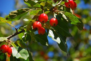 Bir ağaç dalı üzerinde kırmızı Olgun Kiraz