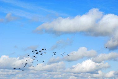 Bromont, Quebec 'te kuşlar gökyüzünde uçuyor.