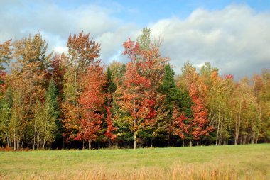 Sonbahar ağaçları, sonbaharda bitki örtüsü, yeşil çayır ve orman. 