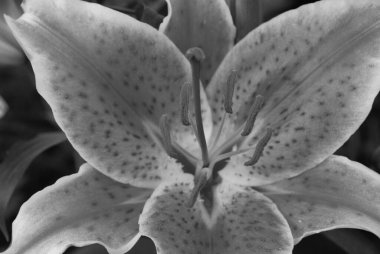 Lilium, otçul çiçekli bir bitki cinsidir. Çoğu tür ılıman kuzey yarımküreye özgüdür, ancak aralık kuzey subtropik bölgelere kadar uzanır..