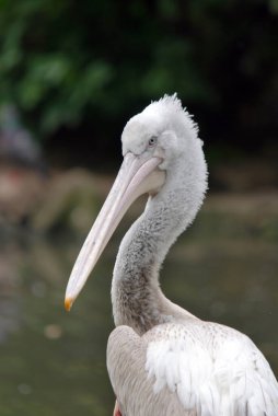 Pelikanlar büyük su kuşlarıdır. Yutmadan önce avını yakalamak ve içindeki suyu boşaltmak için kullanılan uzun bir gaga ve büyük bir boğaz kesesi ile karakterize edilirler..