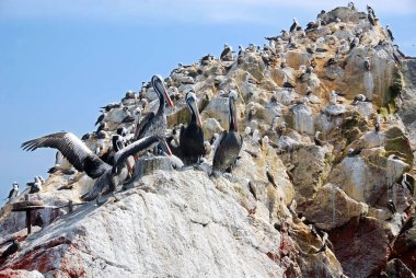 Ballestas Adaları, Peru 'nun güney kıyısında, Pisco Bölgesi' nin Paracas ilçesi içinde yer alan bir grup küçük adadır..