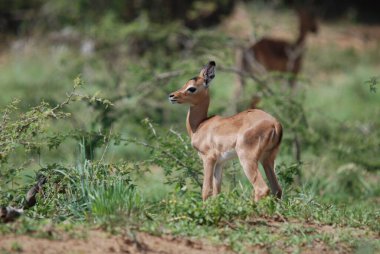 Hluhluwe imfolozi parkı Güney Afrika, Impala (Aepyceros melampus) doğu ve güney Afrika 'da bulunan orta büyüklükte bir antiloptur..