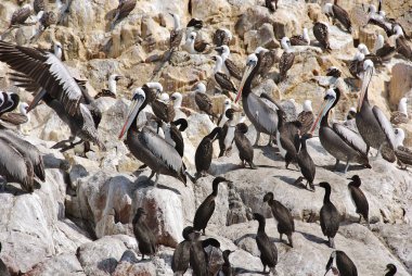 Ballestas Adaları, Peru 'nun güney kıyısında, Pisco Bölgesi' nin Paracas ilçesi içinde yer alan bir grup küçük adadır..