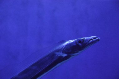 Suyun altında yüzen balıklar 