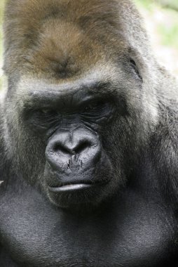 Goriller var olan en büyük primat türüdür. Orta Afrika ormanlarında yaşayan, ağırlıklı olarak otobur maymunlardır. Goriller iki türe ayrılır..