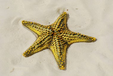 Zanzibar, Tanzanya denizyıldızı veya deniz yıldızları Asteroidea sınıfına ait ekodermlerdir. 