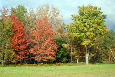 Sonbahar ağaçları, sonbaharda bitki örtüsü, yeşil çayır ve orman. 