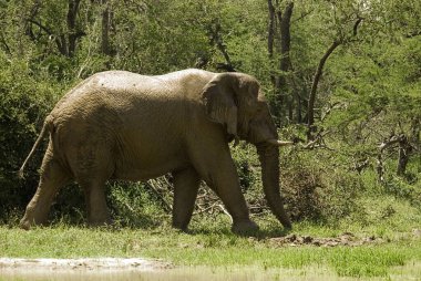 Filler, fil-tidae familyasının büyük memelileridir ve Proboscidea familyasına aittir. Geleneksel olarak iki tür tanınır: Afrika fili (Loxodonta africana) ve Asya fili.