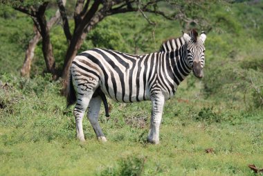 Hluhluwe imfolozi parkı, Güney Afrika, Burchell 'in zebrası, (Equus quagga burchellii) ovaların güneyindeki zebra alt türü..