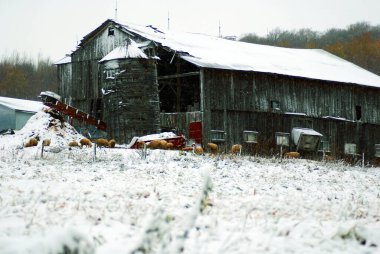 Yaşlı koyun, Bromont, Quebec, Kanada 'da sonbaharda çiftlik.