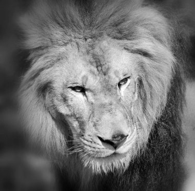 Aslan, Panthera cinsindeki dört büyük kediden biridir ve Felidae familyasının bir üyesidir. Bazı erkekler 250 kg ağırlığı (550 lb) aşarak kaplandan sonra yaşayan en büyük ikinci kedidir.