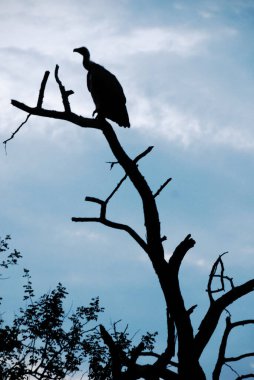 Güney Afrika 'daki Kruger Ulusal Parkı' nda bir şubede oturan akbaba..