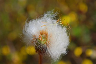 Karahindiba botanik bahçesinde, Montreal, Quebec, Kanada