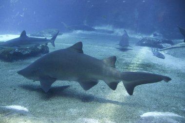 Köpekbalığı derin sularda yüzüyor. 