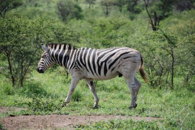 Hluhluwe imfolozi parkı, Güney Afrika, Burchell 'in zebrası, (Equus quagga burchellii) ovaların güneyindeki zebra alt türü..
