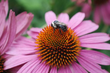 Montreal Botanik Bahçesinde Çiçek Arısı