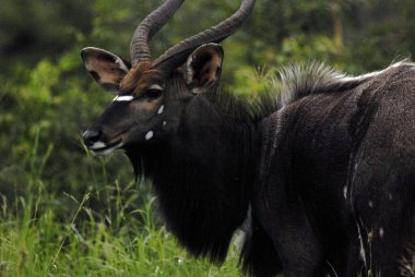 Hluhluwe imfolozi parkı Güney Afrika 'da bulunan bir sarmal boynuzlu antilop türüdür. Bovidae familyasından bir kuş türü.