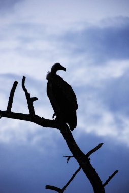 Güney Afrika 'daki Kruger Ulusal Parkı' nda bir şubede oturan akbaba..