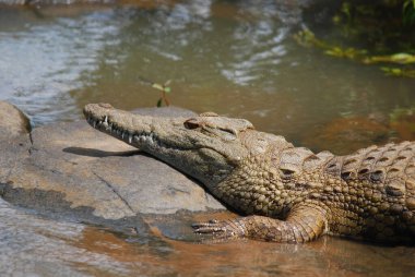 Hluhluwe imfolozi parkı. Nil timsahı, Afrika 'nın en büyük tatlı su yırtıcısı olan ve dünyanın en büyük ikinci sürüngen ve timsahı olarak kabul edilen bir Afrika timsahıdır.