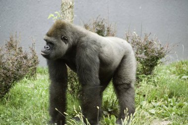 Goriller var olan en büyük primat türüdür. Orta Afrika ormanlarında yaşayan, ağırlıklı olarak otobur maymunlardır. Goriller iki türe ayrılır..