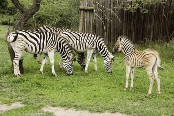 Les Zèbres Sont Des Équidés Africains Surtout Connus Pour Leurs — Photo