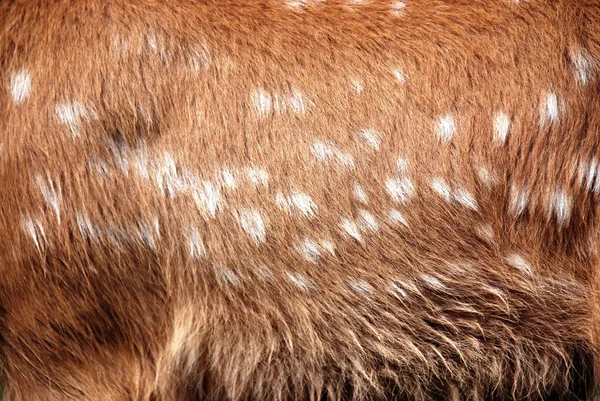 Spadlá Jelení Kůže Dama Dama Savec Nadřádu Přežvýkavců Čeledi Cervidae — Stock fotografie