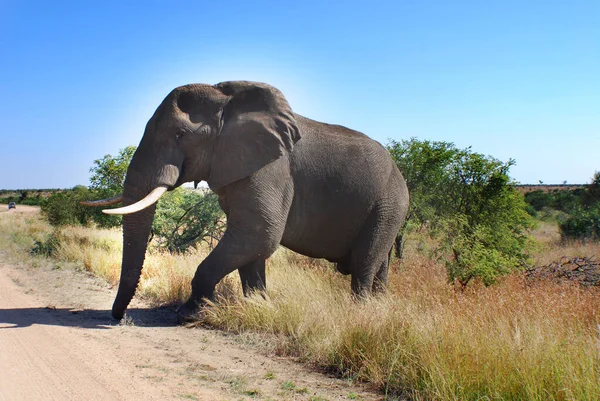 南非克鲁格公园的大象 — 图库照片
