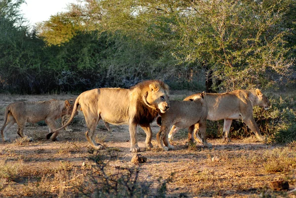 Lejonet Fyra Stora Katterna Släktet Panthera Och Medlem Familjen Felidae — Stockfoto