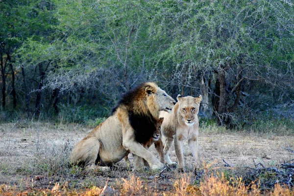 Leeuw Een Van Vier Grote Katten Uit Het Geslacht Panthera — Stockfoto