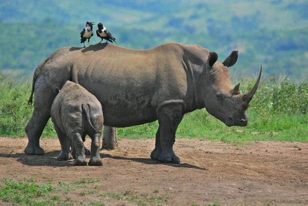 Rinoceronte Mãe Bezerro Hluhluwe Imfolosi Park África Sul — Fotografia de Stock