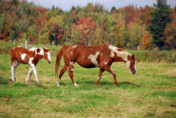 Das American Paint Horse Ist Eine Pferderasse Die Sowohl Die — Stockfoto