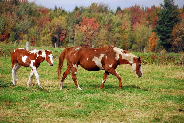 The American Paint Horse is a breed of horse that combines both the conformational characteristics of a western stock horse with a pinto spotting pattern of white and dark coat colors.