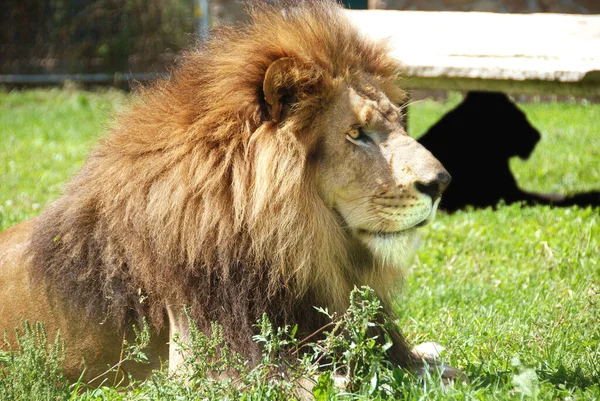 Lion Uno Los Cuatro Grandes Felinos Del Género Panthera Miembro —  Fotos de Stock
