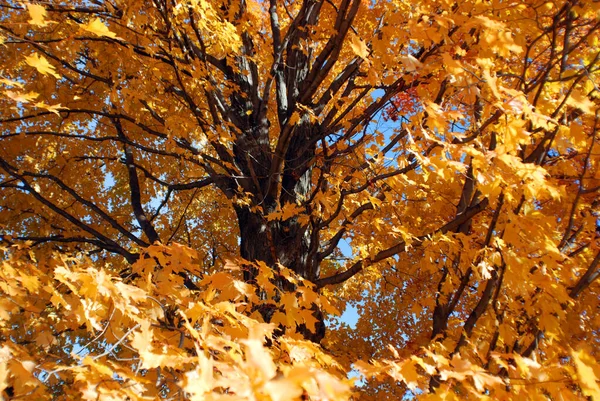 Albero Autunnale Bromont Canada — Foto Stock