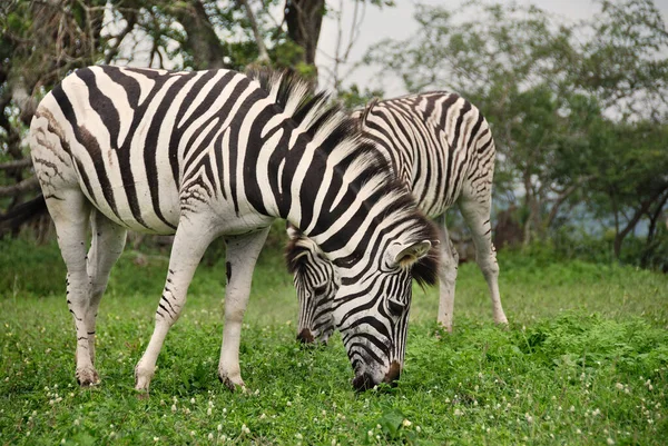 Zebra Hluhluwe Imfolosi Park Süd Afrfica — Stockfoto