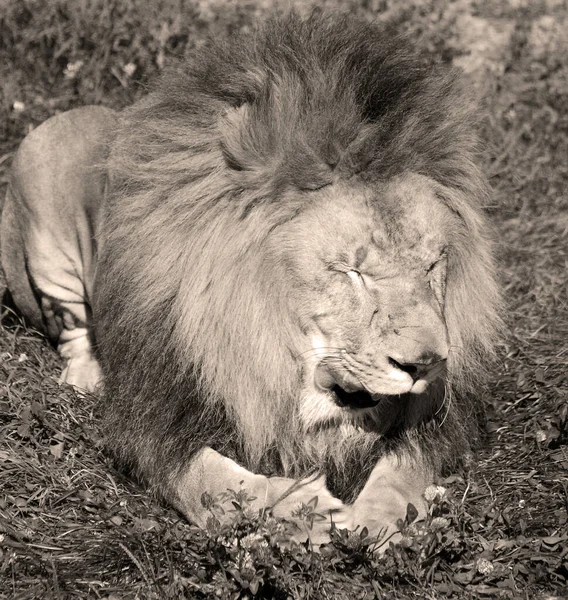 León Uno Los Cuatro Grandes Felinos Del Género Panthera Miembro — Foto de Stock