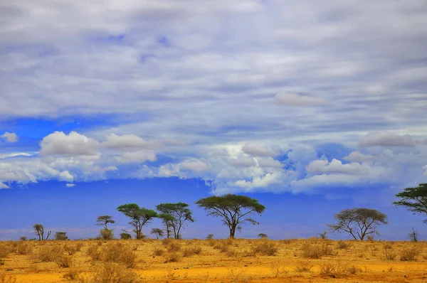 Una Vista Sobre Una Llanura Africana Kenia Parque Natural Amboseli — Foto de Stock