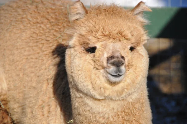 Alpaca Una Especie Camélido Sudamericano Asemeja Una Pequeña Llama Apariencia — Foto de Stock