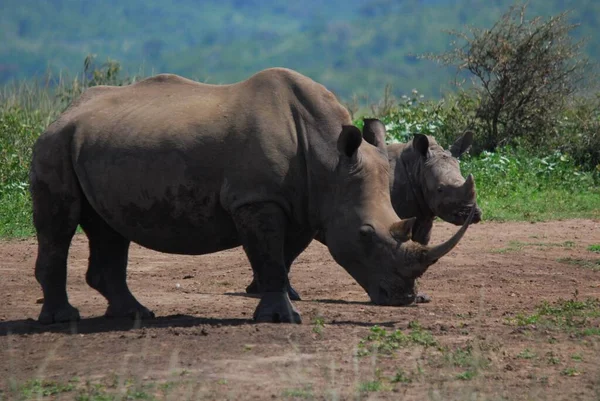 Mutter Und Kalb Nashorn Hluhluwe Imfolosi Park Südafrika — Stockfoto