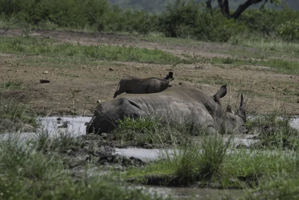 Rhinoceros Hluhluwe Imfolosi Park South Africa — Stock Photo, Image