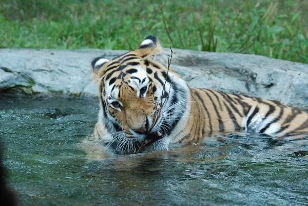 Tiger Panthera Tigris 是猫科动物中的一员 是黑豹属四只 中最大的一只 老虎原产于东亚和南亚的大部分地区 是一种顶级的食肉动物 — 图库照片