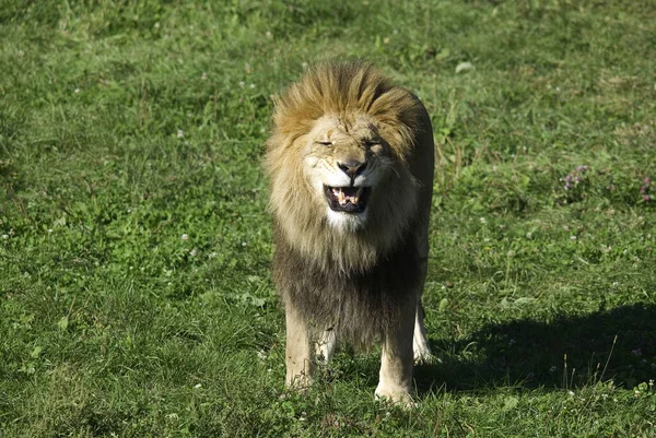 León Macho Altamente Distintivo León Macho Fácilmente Reconocido Por Melena — Foto de Stock