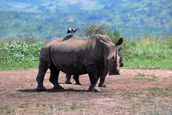 Rhinocéros Mère Veau Dans Parc Hluhluwe Imfolosi Afrique Sud — Photo