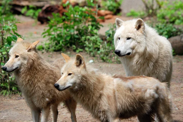 Arctic Wolf Una Subespecie Del Lobo Gris Mamífero Familia Canidae — Foto de Stock