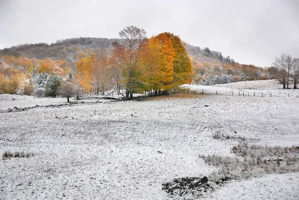 Paesaggio Tardo Autunnale Con Alberi Colorati Neve — Foto Stock