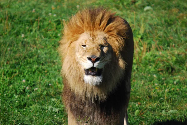 Lion Est Des Quatre Grands Félins Genre Panthera Membre Famille — Photo